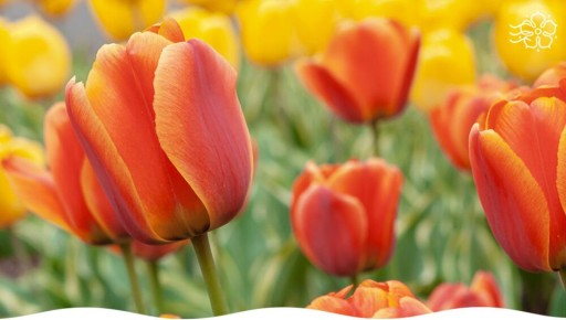 ������������ ����� ��������� ��� ��������� ��������