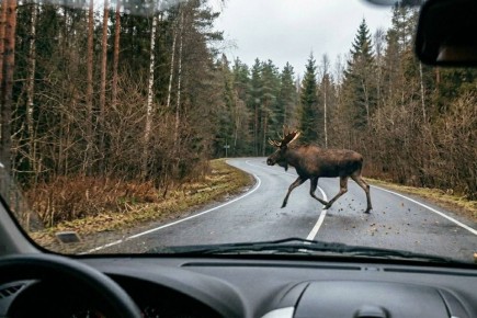 ��������� ����������� ���������, ��� ������ ��� ������� � �����