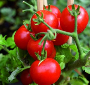 Тайны щедрого урожая помидоров: советы и секреты