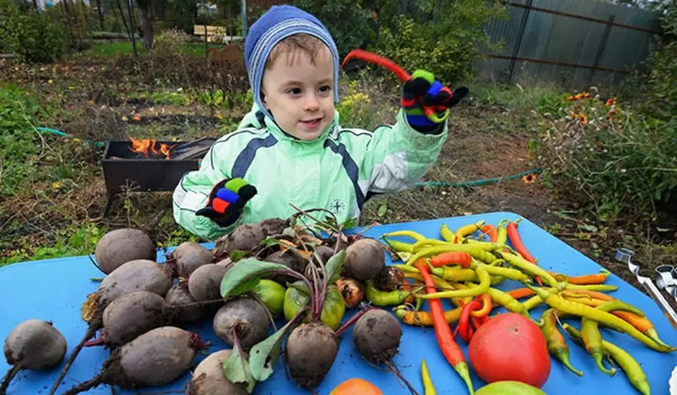 Осень на тарелке: какие овощи стоит добавлять в рацион?
