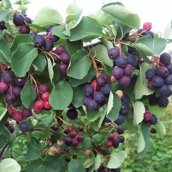 Как подготовить иргу к сезону: советы по обрезке