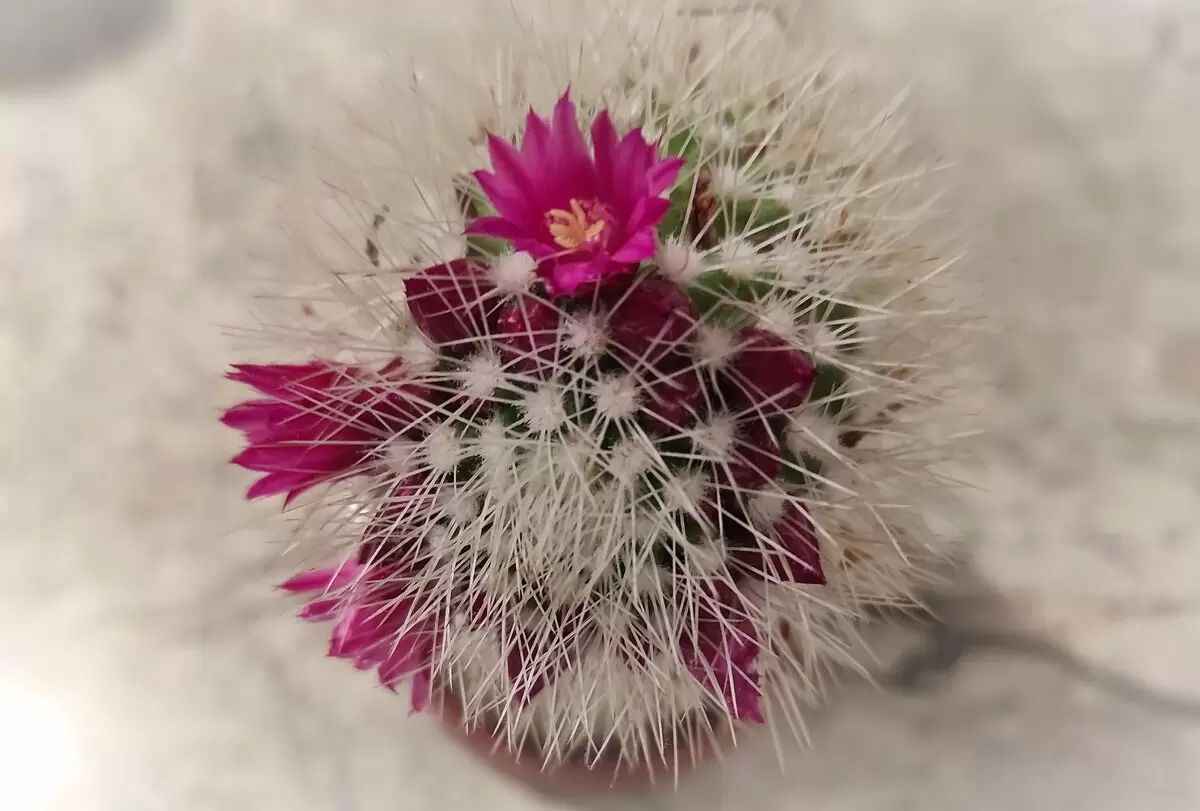 Кактус, который радует: секреты успешного ухода за маммиллярией