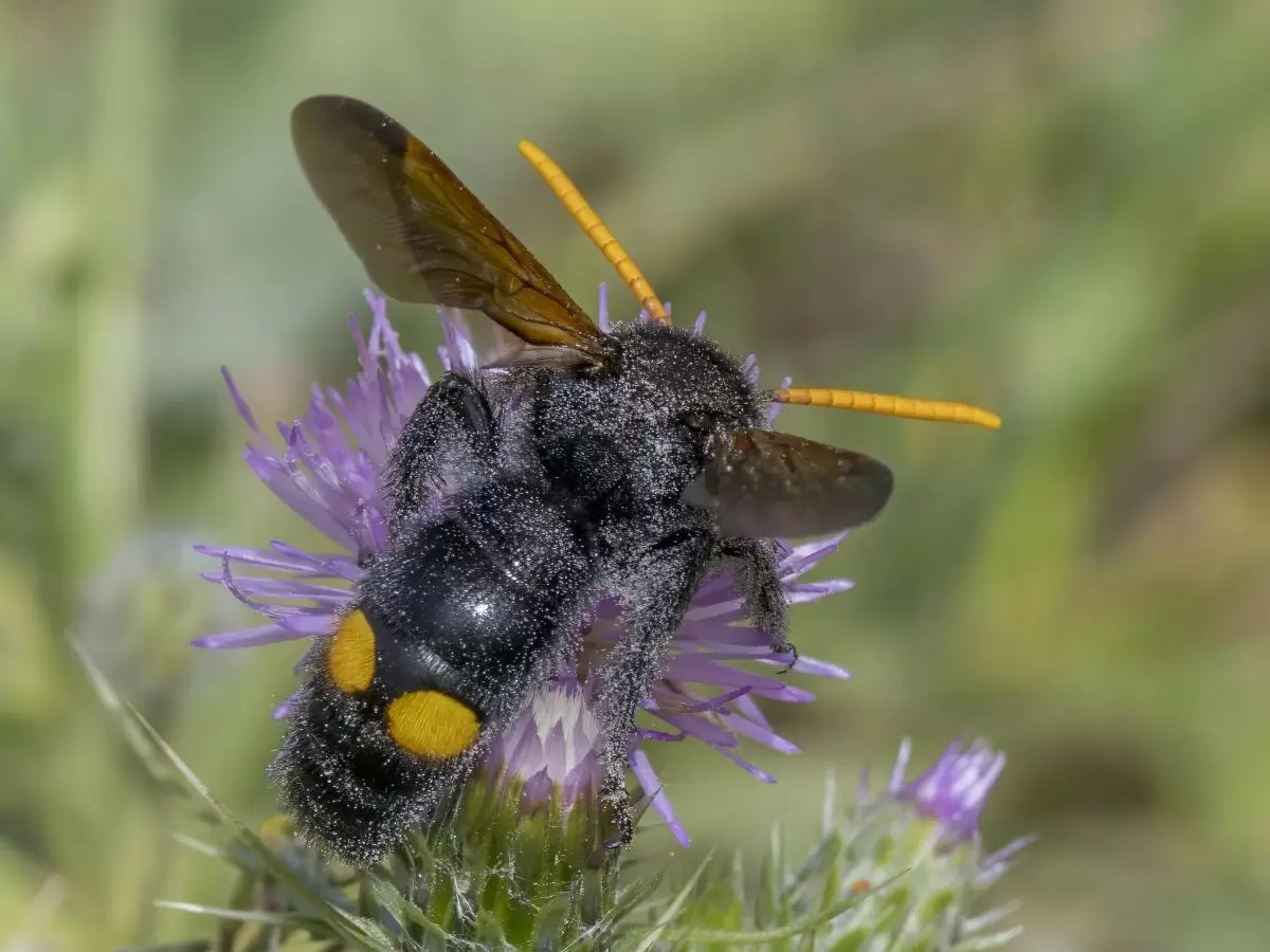Как эффективно защитить свой участок от ос
