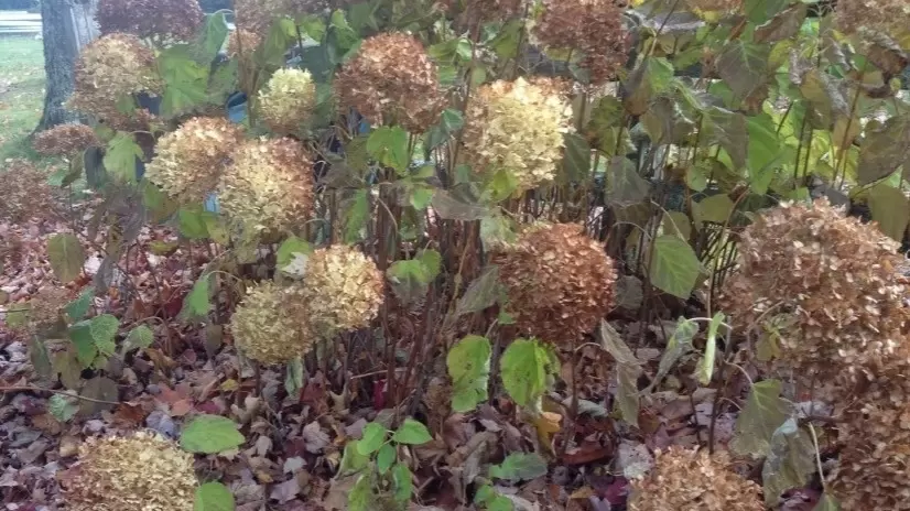 Как правильно укрыть гортензию на зиму: три метода, которые работают