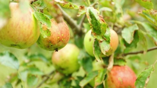 ��� ������������ ��������� � ������� ����� ������ ��� ��� �� ��������� �����