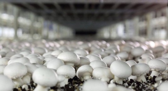 Урожайный год для грибов: как российская индустрия покоряет новые высоты