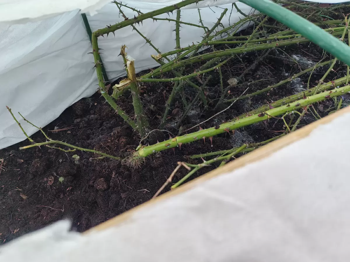 Как спасти розы от зимних невзгод: советы по укрытию