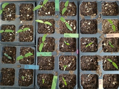 Неравномерные всходы перца: что стоит знать о причинах и решениях