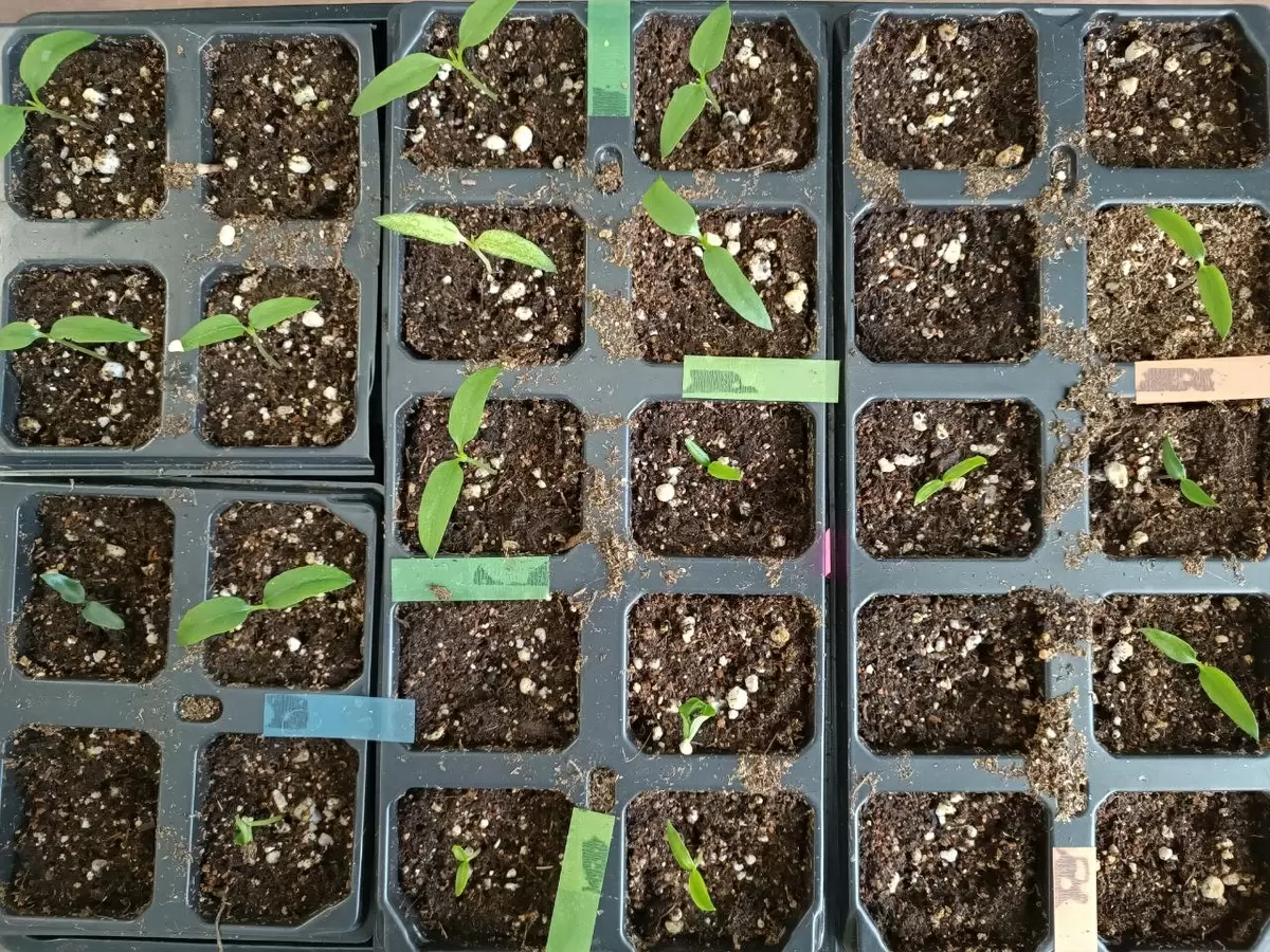 Неравномерные всходы перца: что стоит знать о причинах и решениях