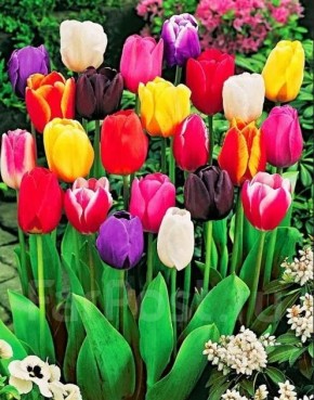 ����� � ��� ��������� ������ ���������� �����: ������ �� ������ � �����