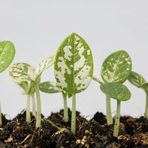 ������ ������ ������ ������� � ��� ������ ��������� ��������������