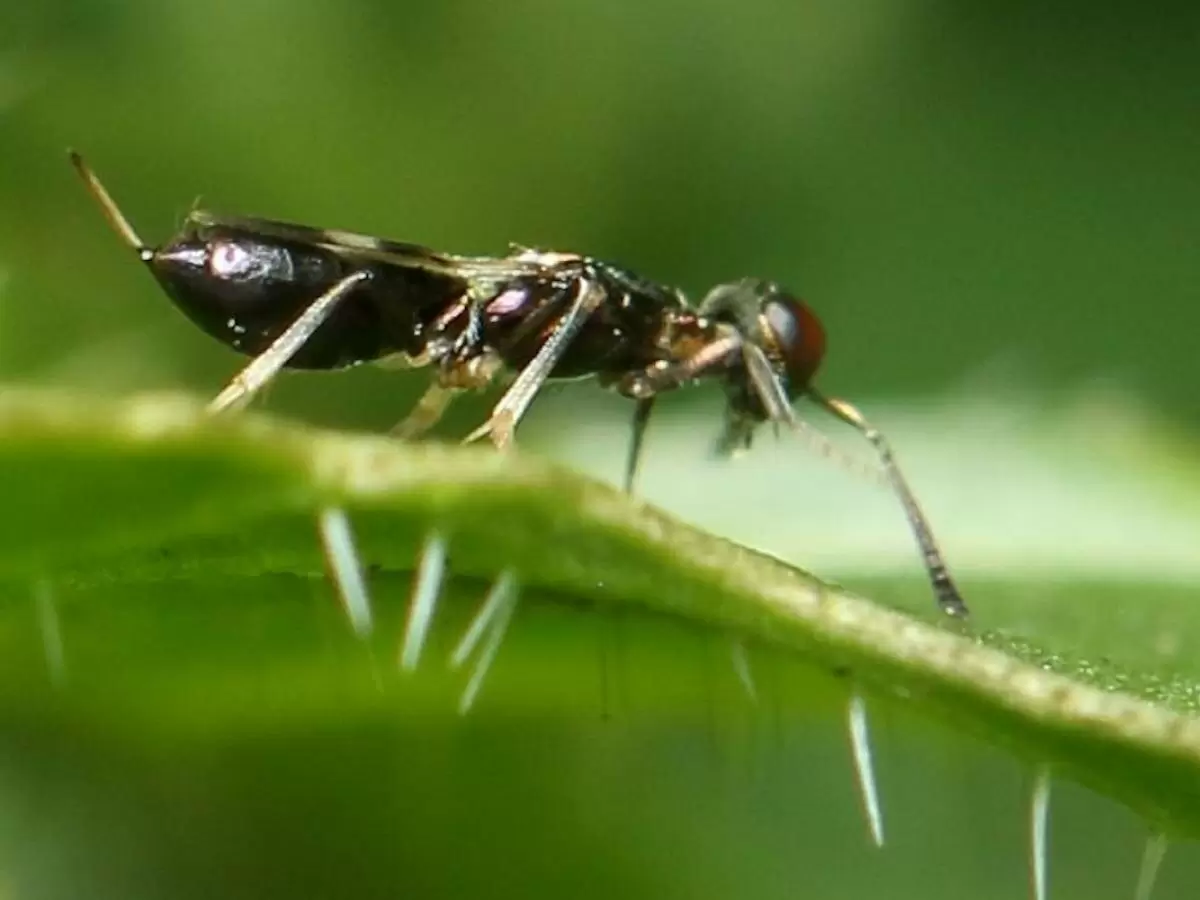 Не только птицы: невероятные союзники в защите урожая