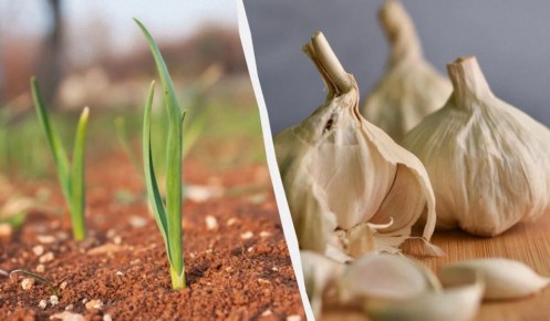 Секреты успешного урожая: какие удобрения помогут озимому чесноку