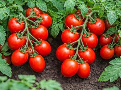 Первые плоды в коротком сезоне: почему ранние томаты не подводят даже в нестабильную погоду