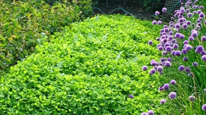 Сидераты: секреты успешного урожая и борьба с сорняками