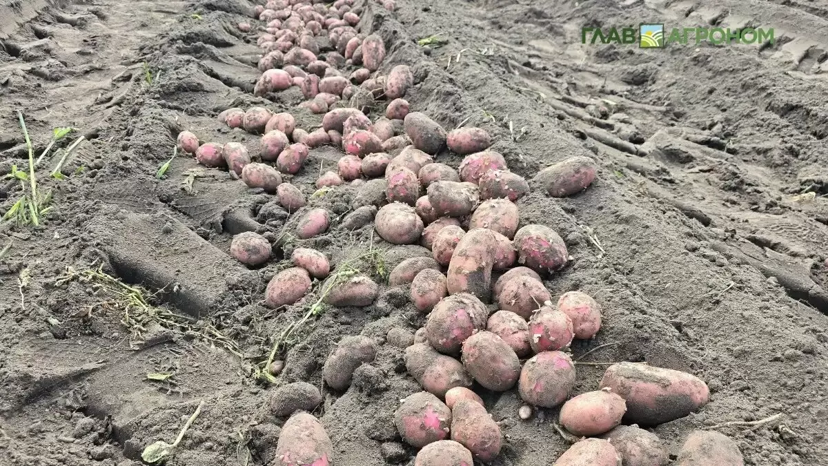 Как меняются объемы сбора картофеля и почему это важно для повседневной жизни
