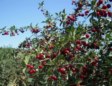 Рабочие советы по борьбе с порослью вишни и сливы