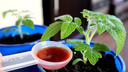 Энергетический коктейль для рассады: как аптечные компоненты помогают вашим растениям