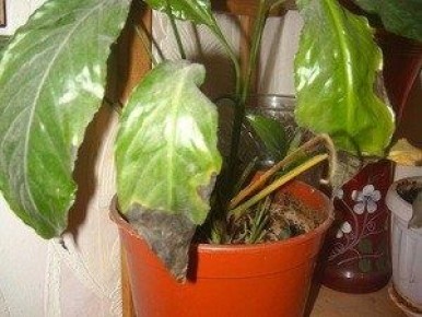 ������� ����� �� �������������: ��� ������, ���� ������ ������� � ������