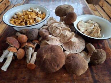 ������� �����������: ����������� ������� � ����� ������������� �������