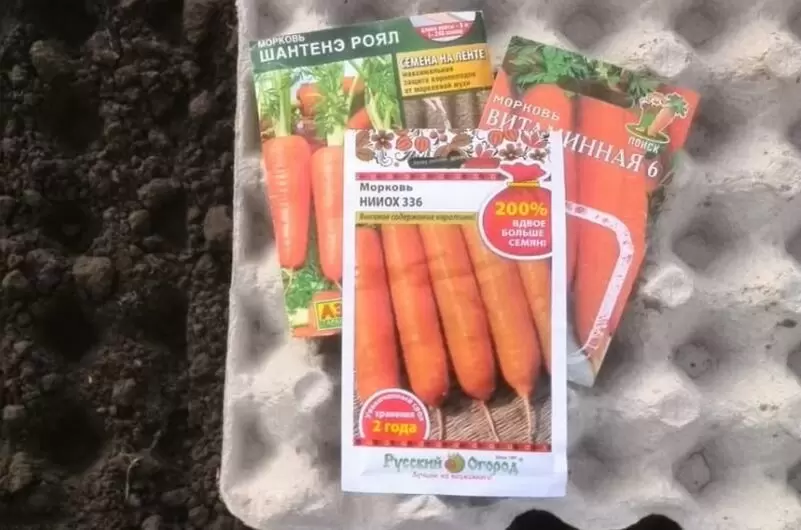 Укроп и морковь: секреты подзимнего посева для щедрого урожая