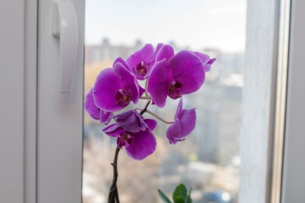 Секреты роскошного цветения орхидей