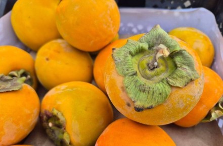 ���������� ���������� 26 ���� ���������� ����� �� �����������