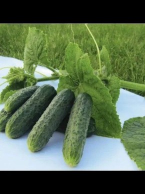 Огурец Джастина: идеальный выбор для раннего урожая