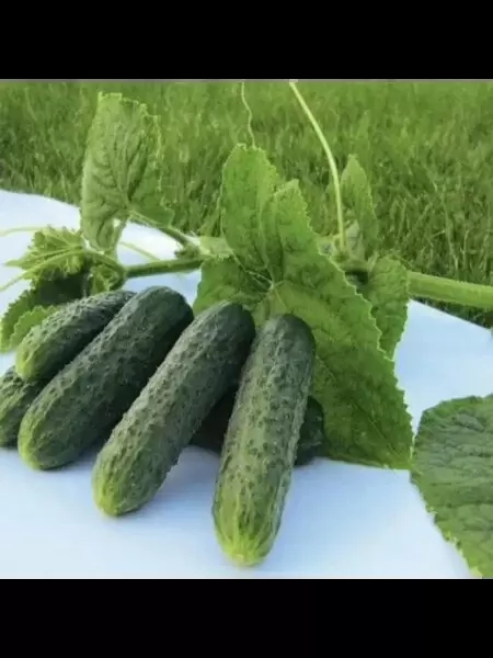 Огурец Джастина: идеальный выбор для раннего урожая