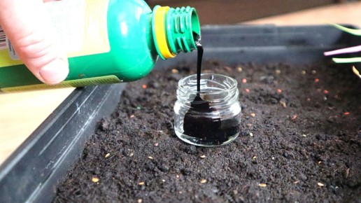 Секреты успешного посева помидоров в марте