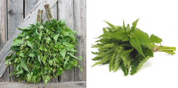 Незаслуженно забытый крапивный веник: как он может преобразить вашу банную процедуру