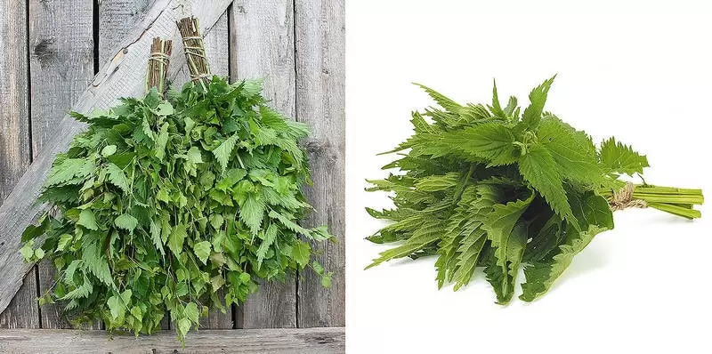 Незаслуженно забытый крапивный веник: как он может преобразить вашу банную процедуру