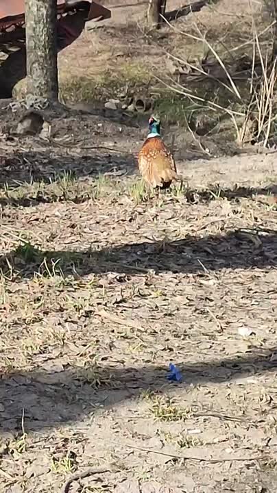 В Вологде заметили необычного пешехода — фазана! Гуляет по улицам, никуда не спешит
