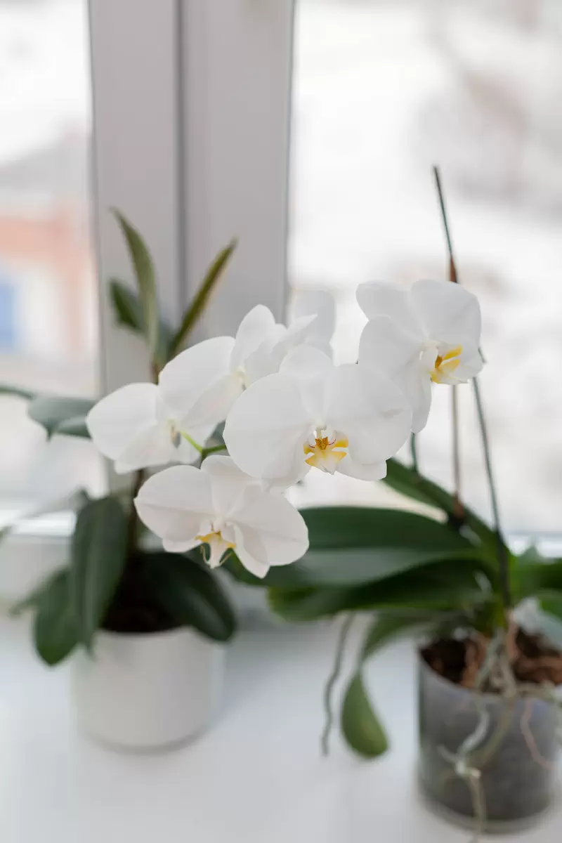 Как спасти орхидею: секреты ухода, которые работают