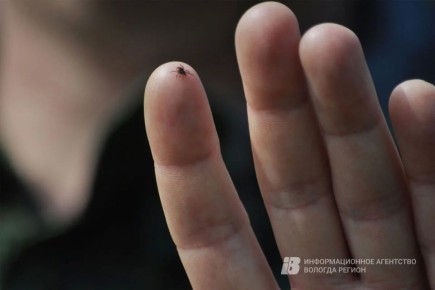 � ������ ����� � ����������� ������� �� ������ ������ ���������� 295 �������, ������� 86 �����