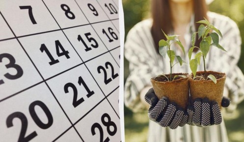 Лунный календарь на март 2026: идеальные дни для посева рассады