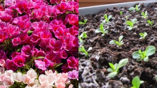 ������� ��������� ������������ ������ �����: �� ������� �� �������