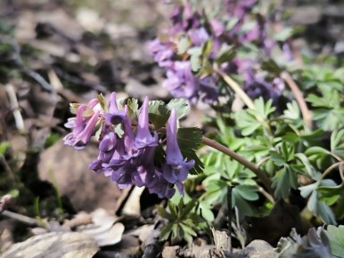 ���� �� ������� +13� +18�, ��� �������