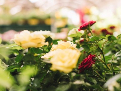 ��� ��������� �������� ����: ������ ��� �������� ���������� � ����