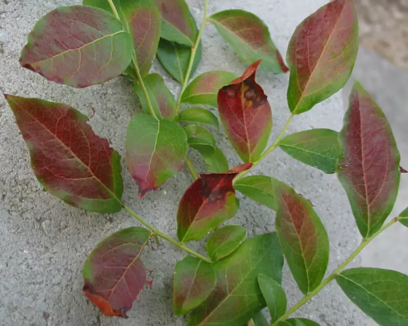 Как справиться с покраснением листьев голубики: причины и решения