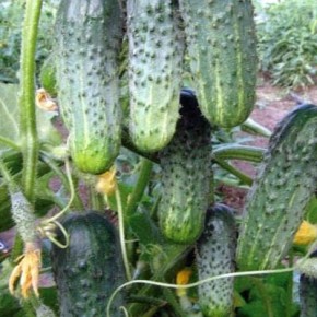 ������ ��������: ��������� ����� ��� ������ ������