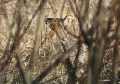 ������� ������� ���������� ���������������� �������� �����