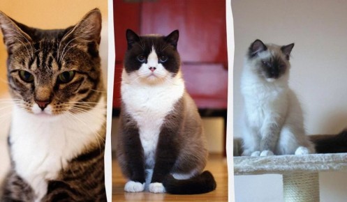 ��������� ������� ��������: ���-9 ����� ��� ���������� ����������