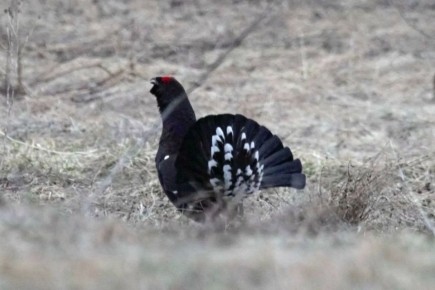 � ������������ ������ ������� ���������������� �������