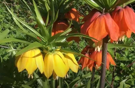 ������� �������� ������� ��������: ������ ������� ���������