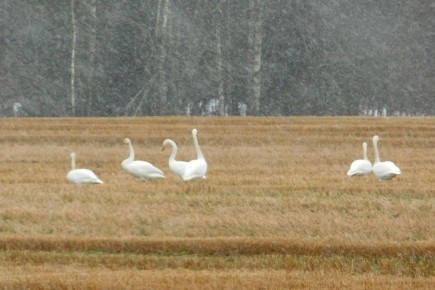 � ������ ������� � �������� ����������, ������� ��������� ������