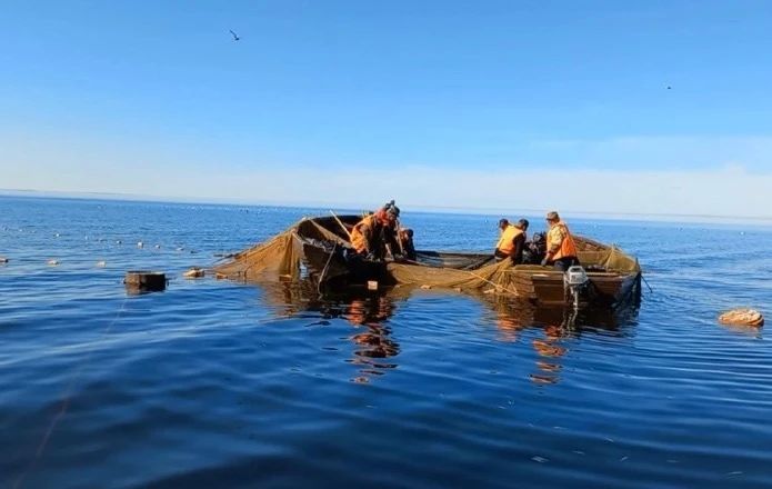Вологодские рыбаки выловили в Онежском озере 92 тонны корюшки (на 23% больше, чем в прошлом году)