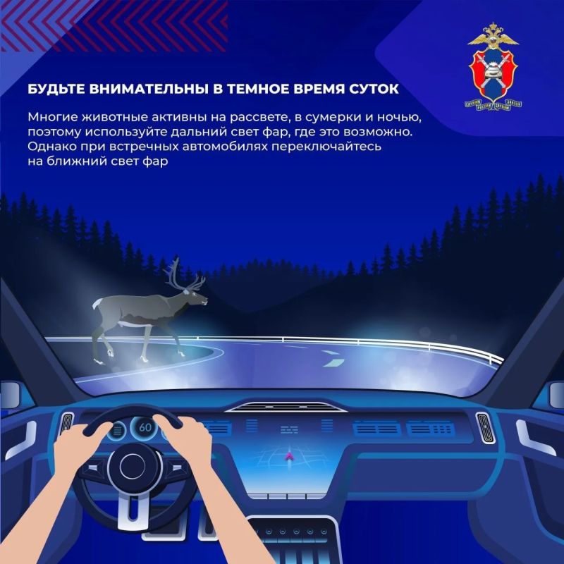 Вологодских автомобилистов предупредили о лосях на дорогах в жару Вологодских автомобилистов предупредили о лосях на дорогах в жару