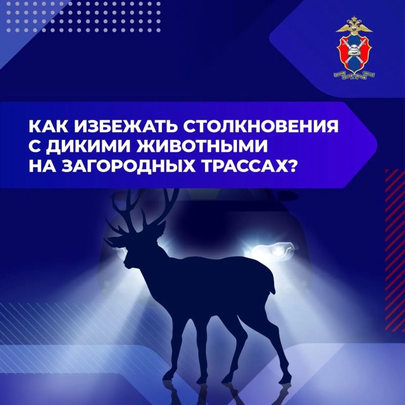 Вологодских автомобилистов предупредили о лосях на дорогах в жару