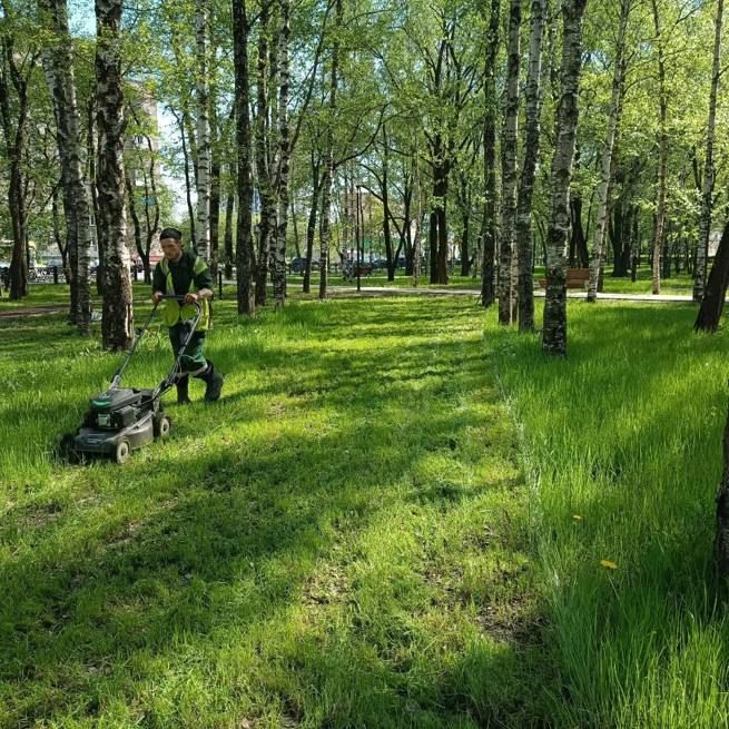 Андрей Накрошаев: Более тысячи деревьев и тысячи кустов посадили в Череповце за весенний период Андрей Накрошаев: Более тысячи деревьев и тысячи кустов посадили в Череповце за весенний период